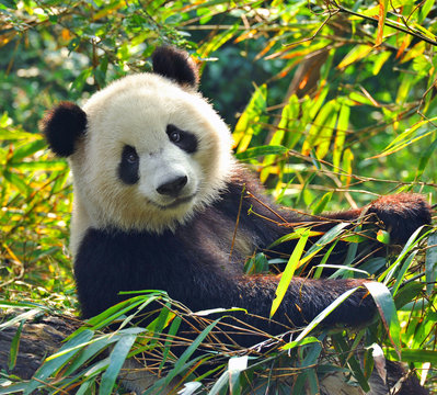 Fototapeta Głodny gigantyczny miś panda je bambusa
