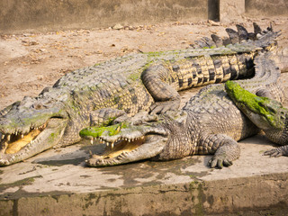 Crocodiles in farm
