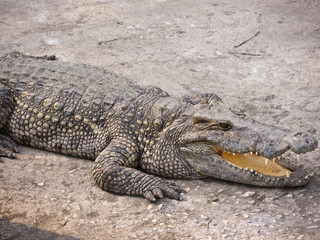 Crocodile