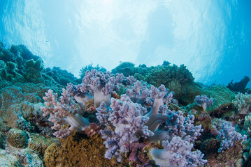 ソフトコーラル