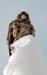 Bald eagle perched on snow covered tree