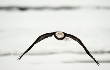 Flying Bald Eagle on snow covered background.