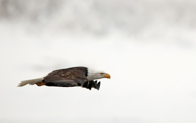 Bald Eagle  in flight over snow covered background.
