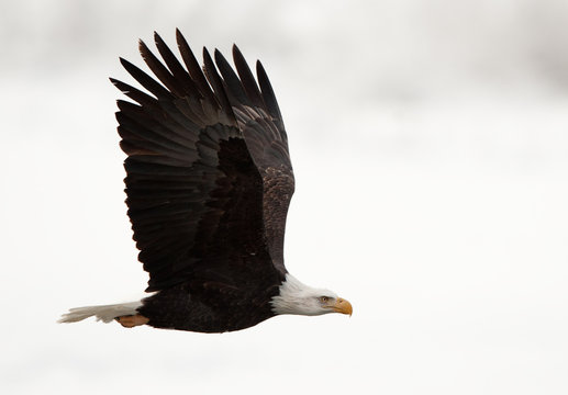 Bald Eagle  in flight over snow background.