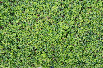 Green wall