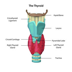 anatomie of the thyroid illustration - obrazy, fototapety, plakaty