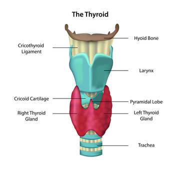anatomie of the thyroid illustration