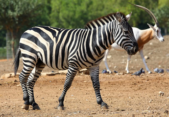 zebra