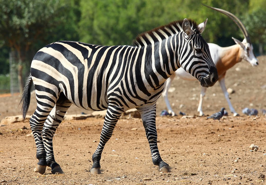 Fototapeta zebra
