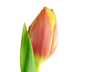Tulpenblüte