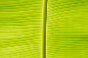Banana Leaf