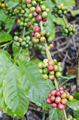 Coffee Beans