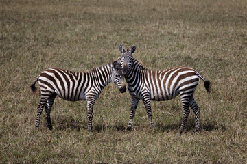 Fototapeta na wymiar Zebras 9029