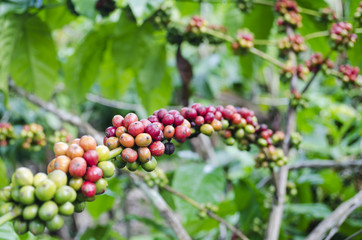 Coffee Beans