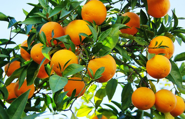 Fototapety  pomarańcze na drzewie