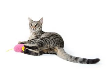 Cute tabby cat with toy
