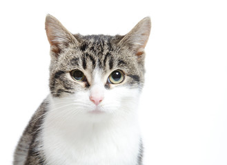 Cat on white background