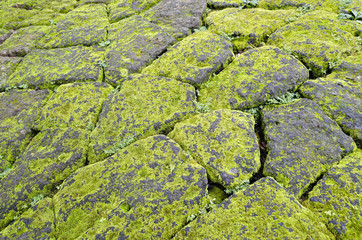 Mossy Stones