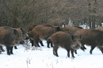 wild boar