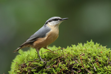 Nuthatch in a typical position