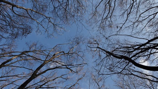Alberi verso il cielo