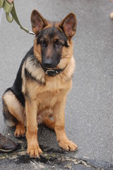 German Shepard Dog