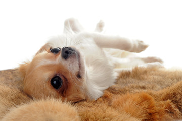 Fototapeta premium puppy chihuahua on a fur
