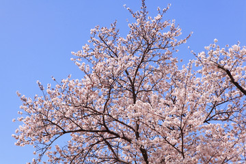 Beautiful pink cherry blossom shot in japan