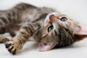 Kitten rests