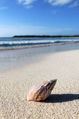 shell on the beach