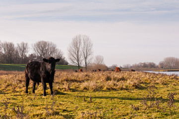 Scottish Lowland cows in a small Dutch nature reserve