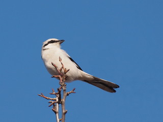 Northern Grey Shrike, Lanius excubitor