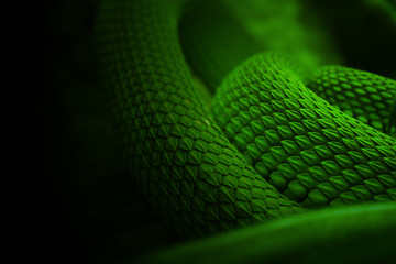 the body of a snake, the green skin of a python, coiled and ready to be thrown