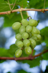 Closeup of fresh grape