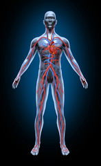 Human Blood Circulation