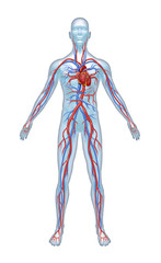 Human Cardiovascular System