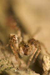Amaurobiidae