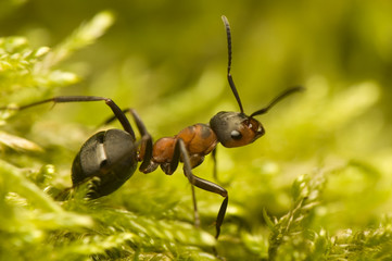 Ant - Formica rufa