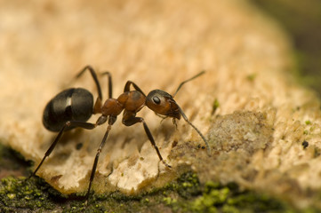 Ant - Formica rufa