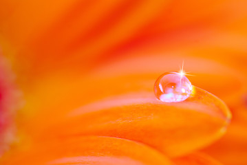 drop on petal