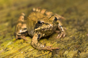 Rana temporaria