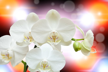 Closeup of orchid flower