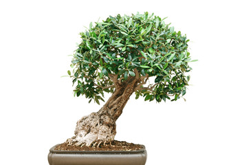 Ficus Bonsai-Baum
