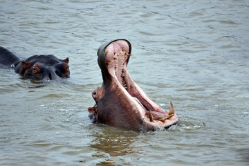 Fototapeta premium Hippopotamus displaying his teeth