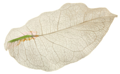 pétale sèche bougainvillée