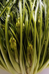 Puntarelle