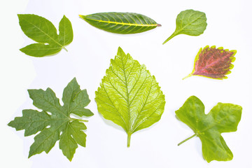 variety  of leaf on white background