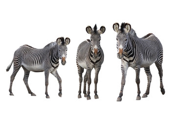 Grévy-zebras