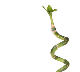 beautiful green bamboo isolated on white