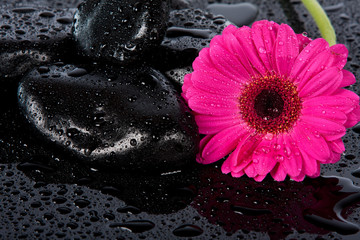 Pink flower on wet surface
